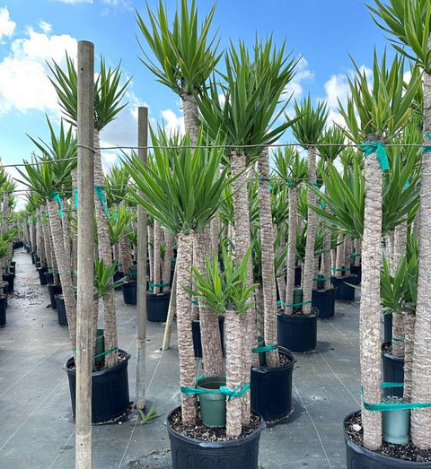 yucca cane pet safe Yucca Cane for Sale