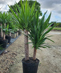buy yucca cane Yucca Cane for Sale