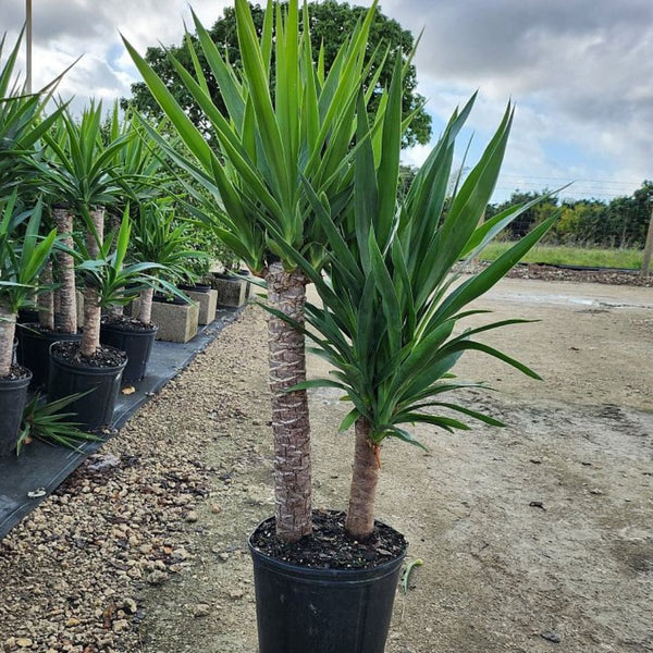 Yucca Cane (Yucca Elephantipes)