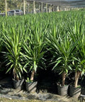Yucca Cane (Yucca elephantipes) - PlantologyUSA - 7 Gallon