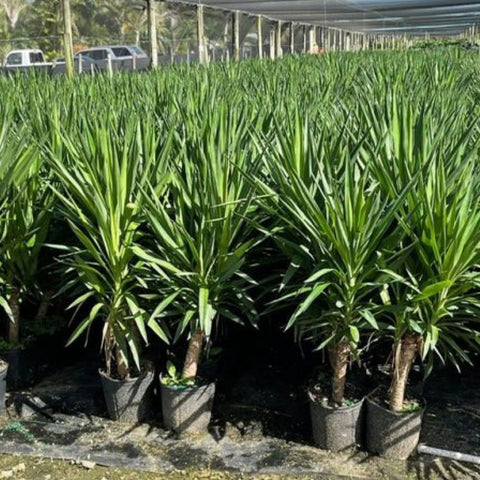 yucca can Yucca Cane for Sale