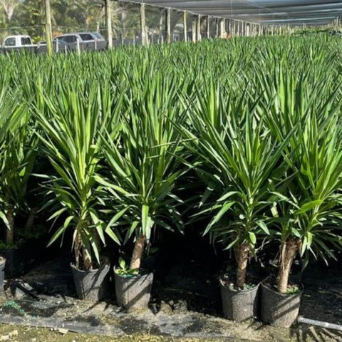 Yucca Cane (Yucca elephantipes) - PlantologyUSA - 7 Gallon