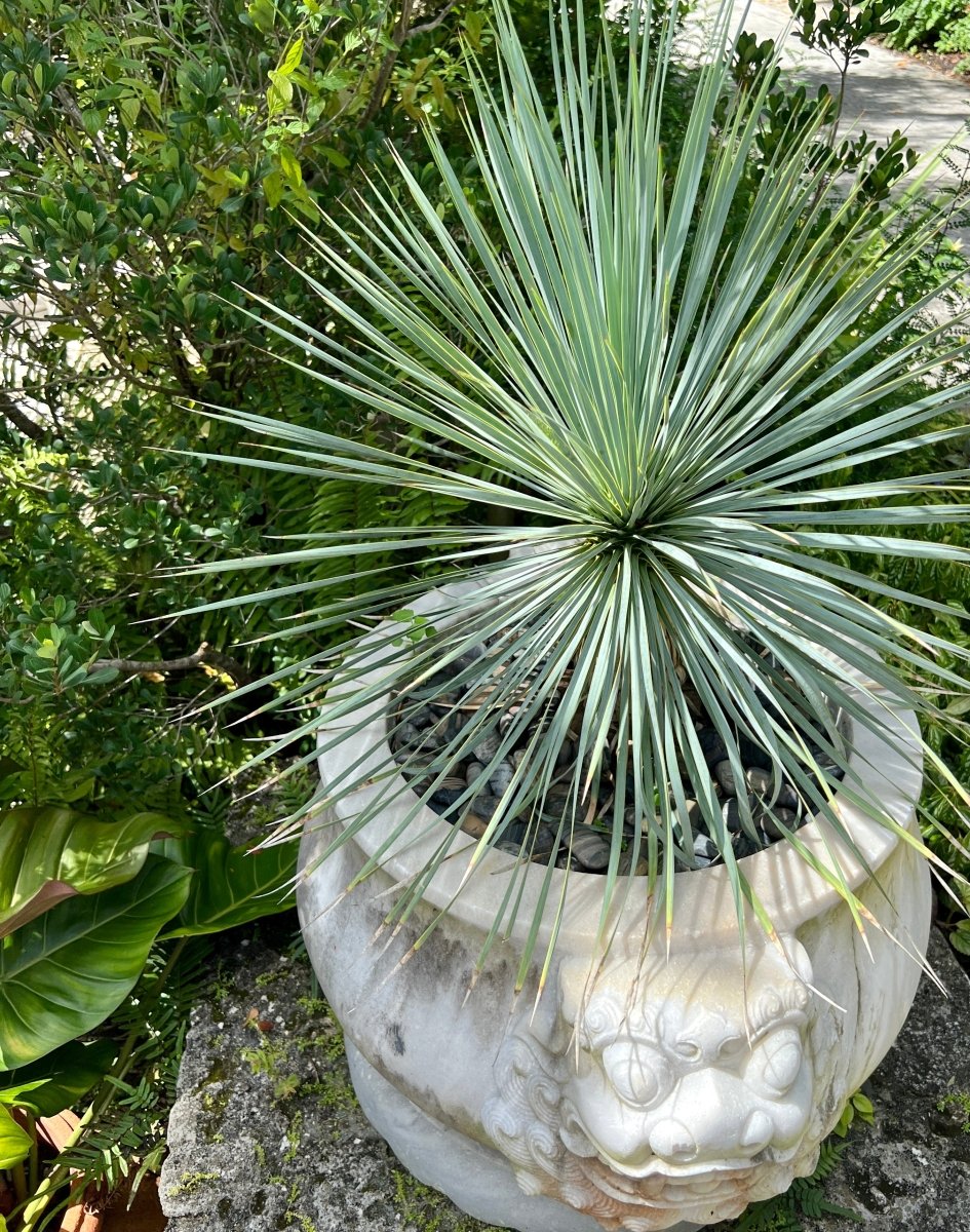 Yucca for Sale | PlantologyUSA.com – Plantology USA