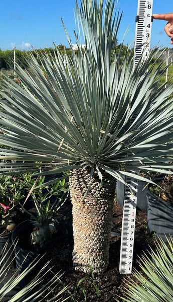 Yucca (Yucca rostrata)