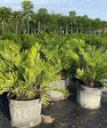 Zamia Coontie Palm (Zamia integrifolia) - PlantologyUSA - 3 Gallon