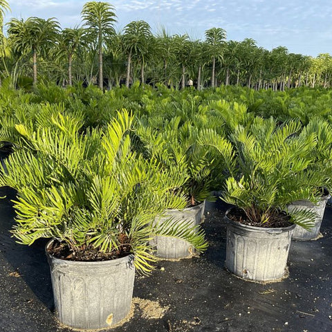 Zamia Coontie Palm (Zamia integrifolia) - PlantologyUSA - 3 Gallon
