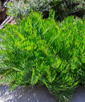 Zamia Coontie Palm (Zamia integrifolia) - PlantologyUSA - 7 Gallon