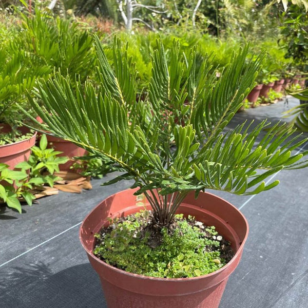 Zamia Pumila, Zamia Floridana, Coontie