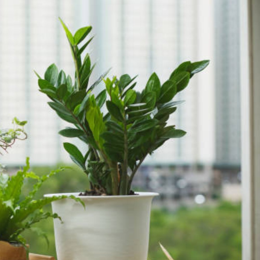 cost of zz plant ZZ Plant for Sale