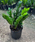 ZZ Plant (Zamioculcas Zamiifolia) - PlantologyUSA - 1 Gallon