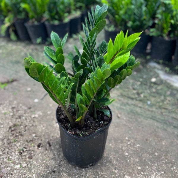 ZZ Plant (Zamioculcas Zamiifolia)