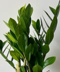 ZZ Plant (Zamioculcas Zamiifolia) - PlantologyUSA - 1 Gallon