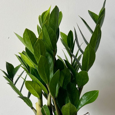 ZZ Plant (Zamioculcas Zamiifolia) - PlantologyUSA - 1 Gallon